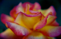 granadarose