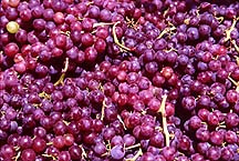 grapesffh