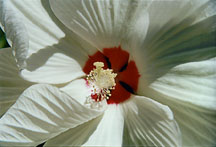 hibiscuswhite