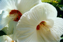 hibiscuswhite2