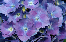 hydrangeablue
