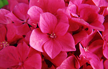 hydrangeapink