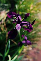 irisdeepviolet