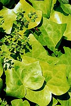 ivy