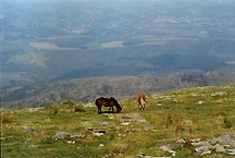 larhuneponies