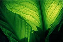 leaflightstrybing