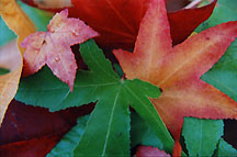 leaves1