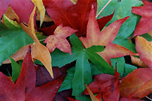 leaves2
