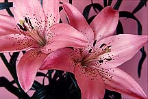 liliespinke6