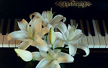 lilieswhitepiano
