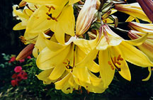 hangingylwlilies