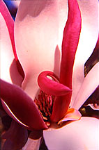 magnoliafngr
