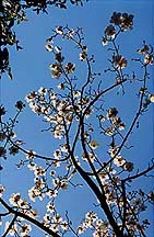 magnoliasky