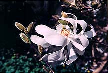 magnoliawhitetree