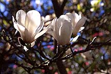 magnoliawhth