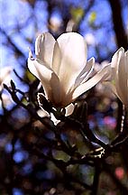 magnoliawhtv