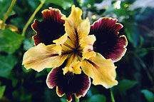 mauveyellow