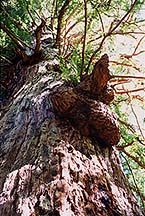 methuselahtree