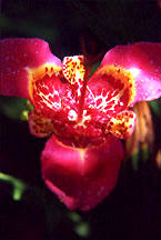 orchidlight