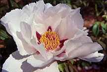 peonywhite2