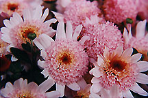 pinkmultis