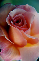 rosepink1