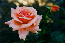 rose2redclose