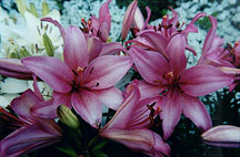 pinkwhitelilies