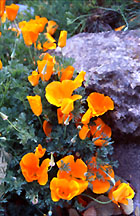 poppiesucbbotanicalgarden