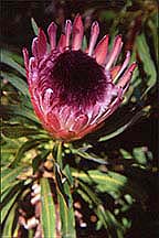 protealongifola