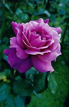 purplerose