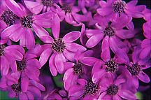 purpledaises