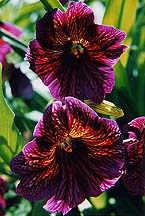 purplegoldpair