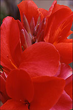 redtropical