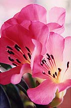 rhodpink2blm