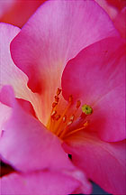 rhodpinkzm