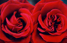 rose2redclose