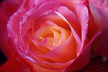 rosee61