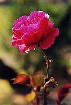 rosegrdn32600vert