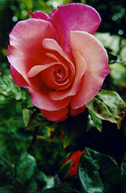 rosepinkwbudvert