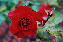 roseredwbudh
