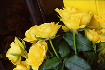 rosesylwblackdoorway