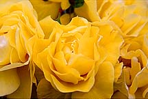 rosesylwffh