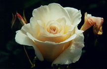 rosewhitew2wbuds