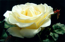 rosewhitewbud