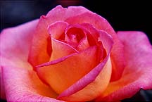 roseylwpinkedge1
