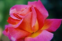 roseylwpinkedge2