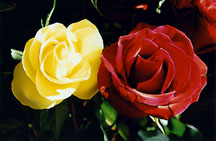 roseylwred