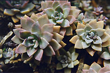 suc3micro