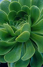 succulent